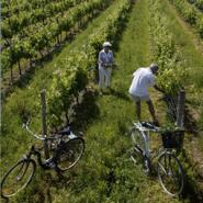 les-vignes-de-la-chapelle