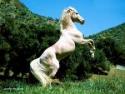 Les-randonnees-equestres