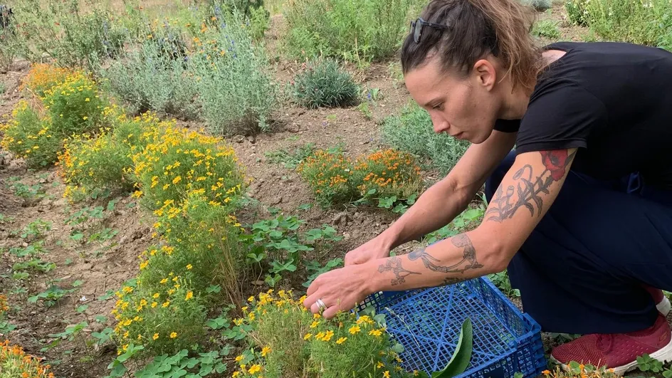 "Herbes potagères" : des plantes aromatiques pour "twister" vos plats
