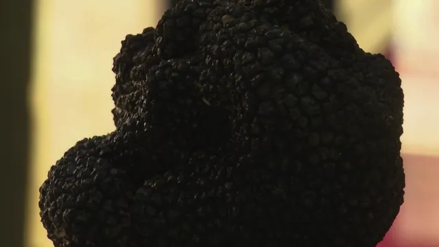 Dordogne: le retour de la truffe blanche sur les marchés